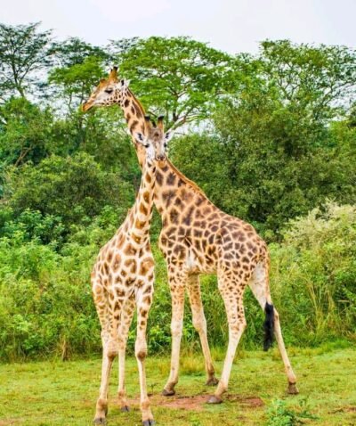 Kenya Safari