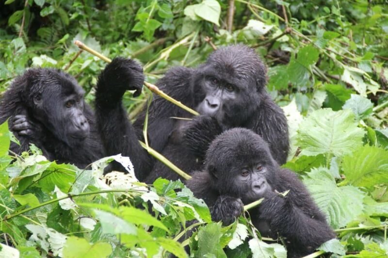 Gorilla, fly in safari
