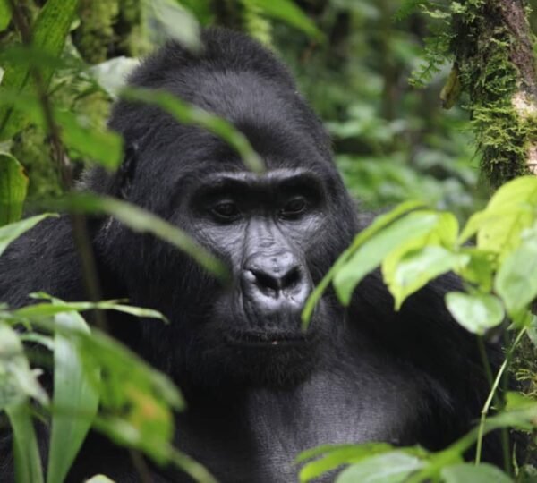 gorilla, fly in safari