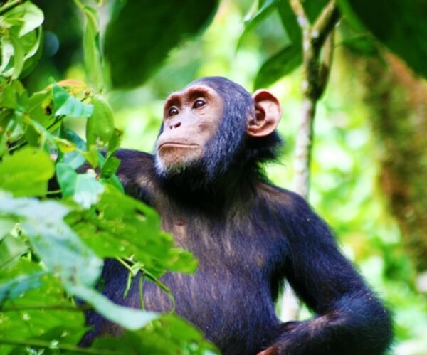Gorilla & Chimpanzee Trekking Safari