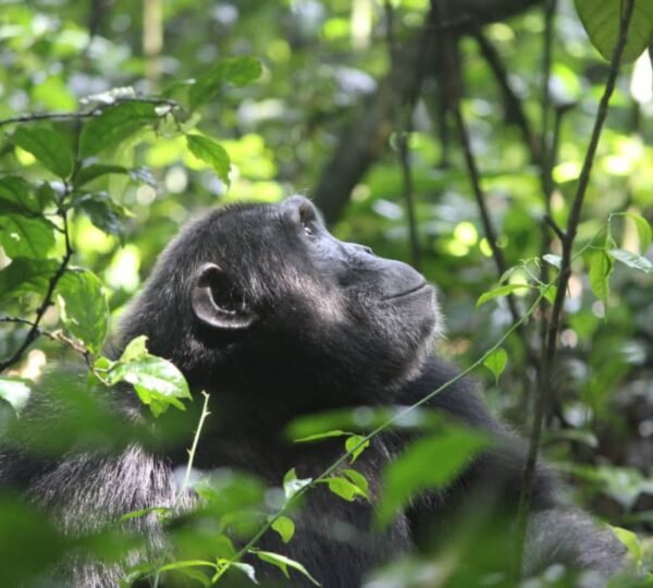 Gorilla Trekking Safari Uganda
