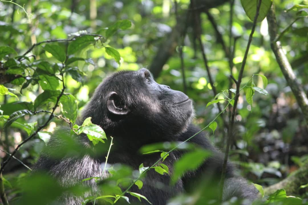 Gorilla Trekking Safari Uganda