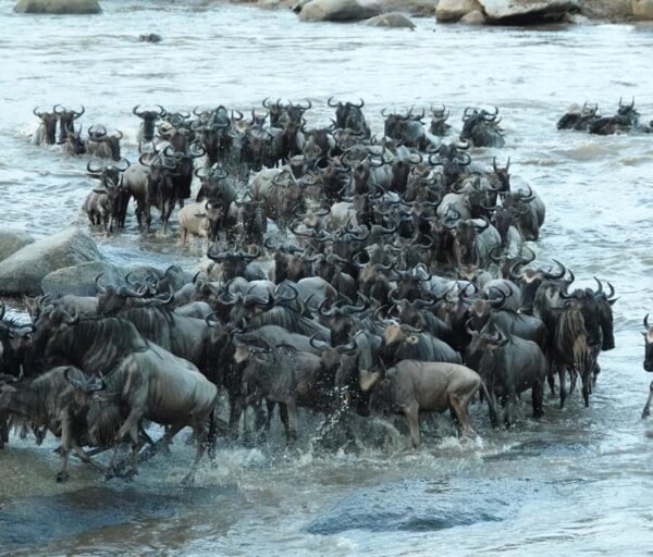 Kenya Luxury safari Holiday