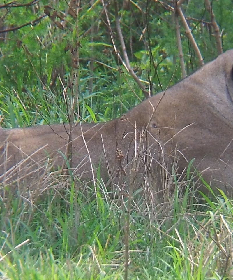Kenya Wildlife Safari Tour