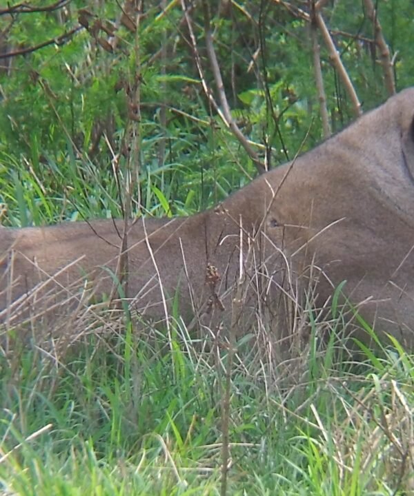 Kenya Wildlife Safari Tour