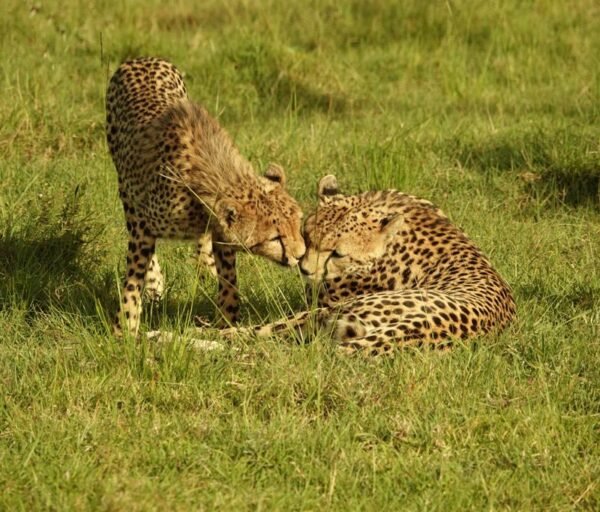 Kenya and Tanzania Safari Holiday