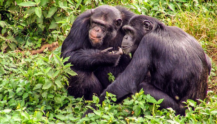 https://mwanzotoursuganda.com/murchison-falls-national-park/
