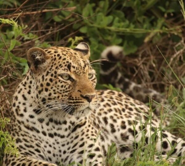 Masai-Mara Nakuru Amboseli Safari