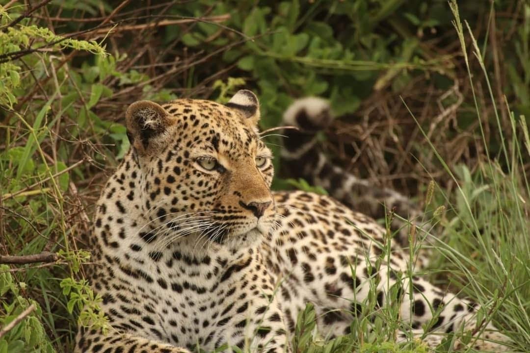 Masai-Mara Nakuru Amboseli Safari