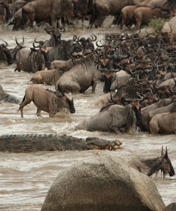 Masai Mara Safari