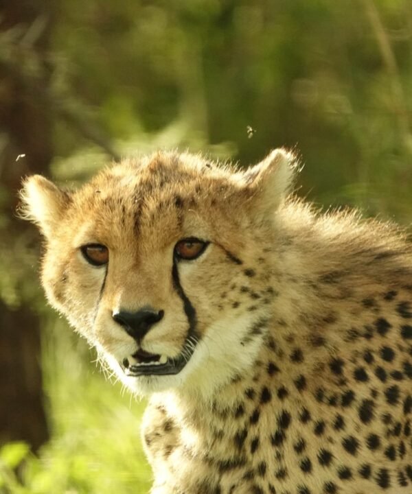 Masai Mara Safari