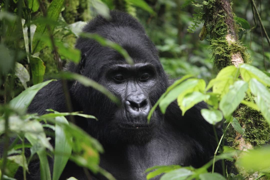 Rwanda Wildlife Safari