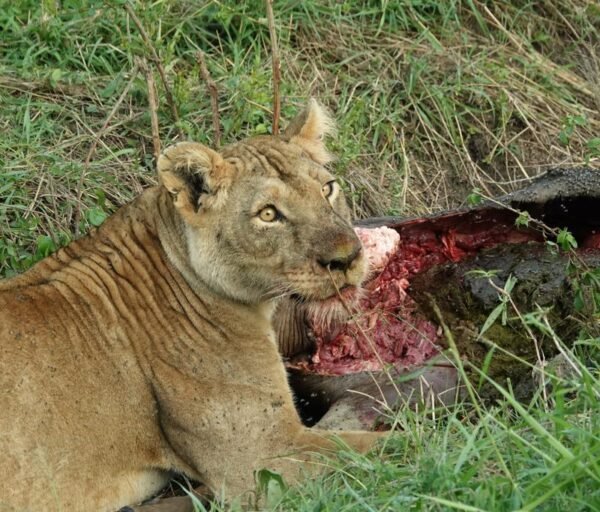 Tanzania's Tarangire highlands and Serengeti