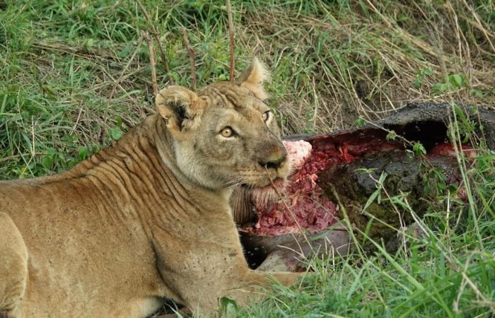 Tanzania's Tarangire highlands and Serengeti