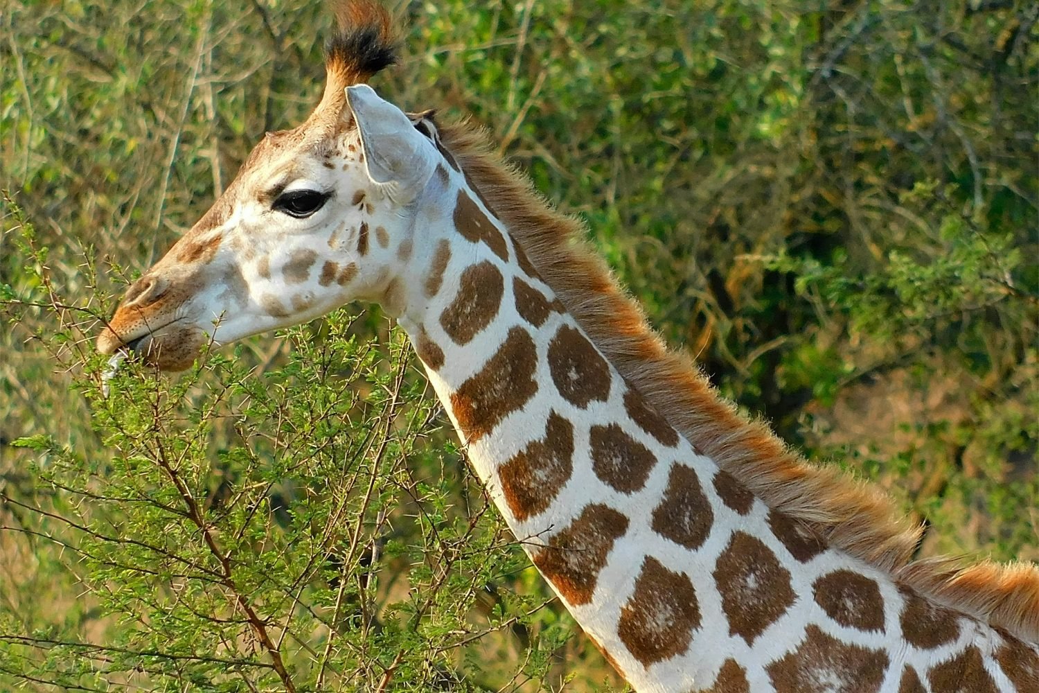 Uganda Safari Adventure Tour