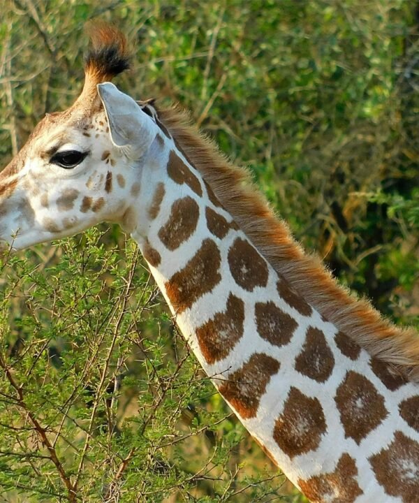Uganda Safari Adventure Tour