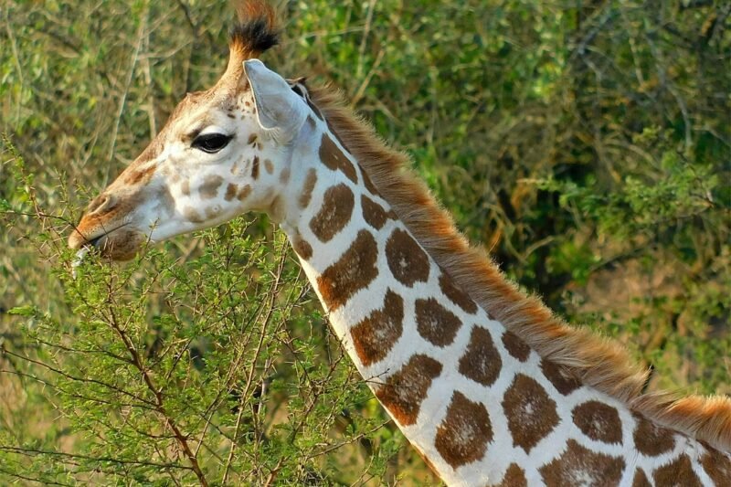 Uganda Safari Adventure Tour