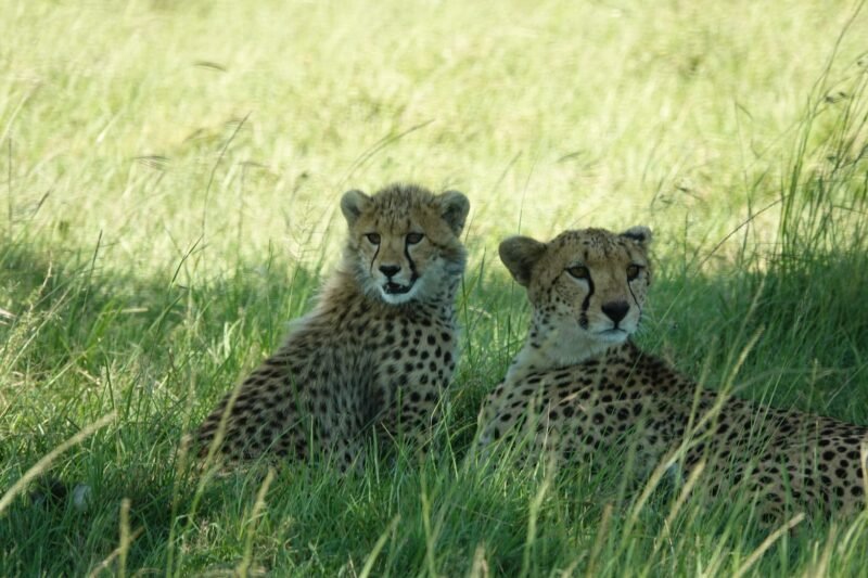 Uganda Safari Kidepo Valley Safari Tour