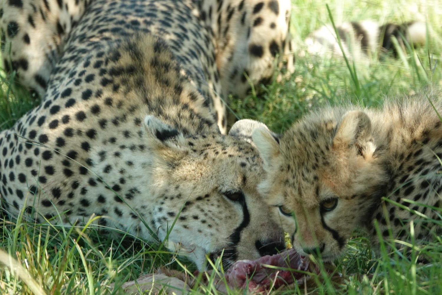 Uganda Safari Primates & Wildlife