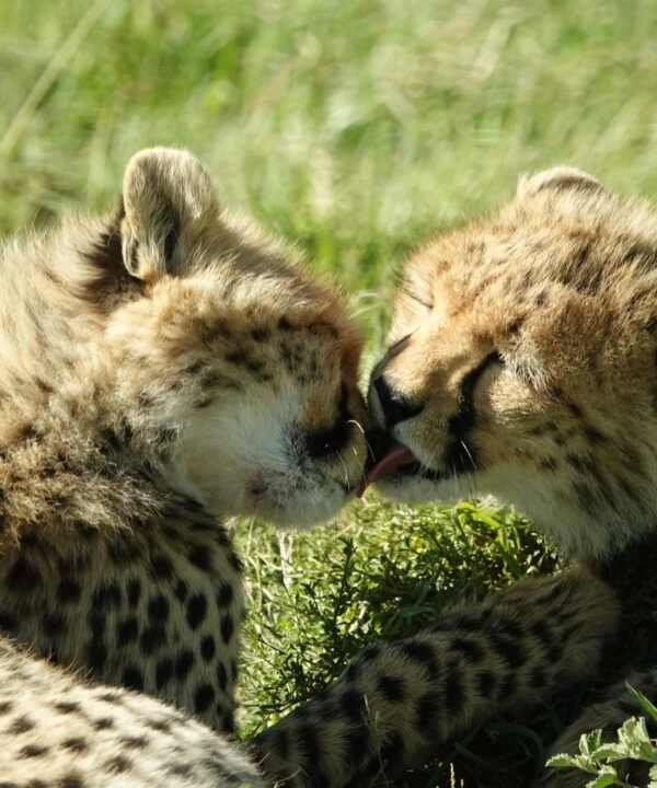 Uganda Safari Primates & Wildlife