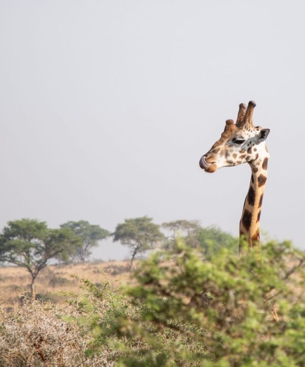 Uganda Safari Tour & Holiday