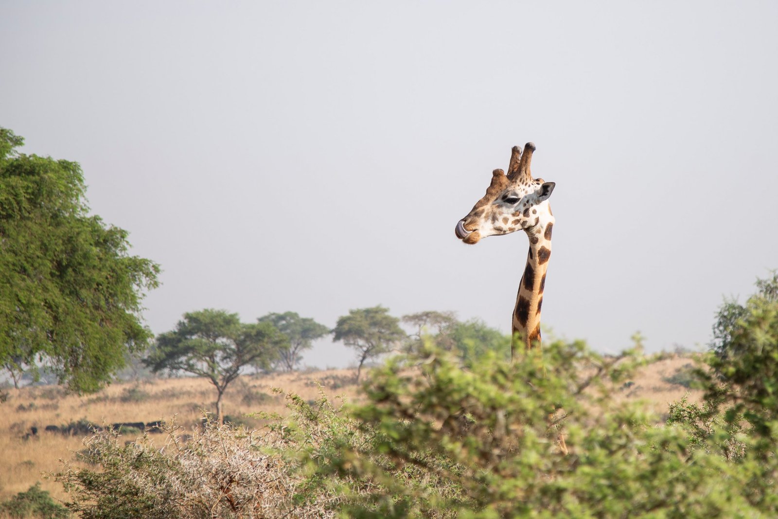 Uganda Safari Tour & Holiday