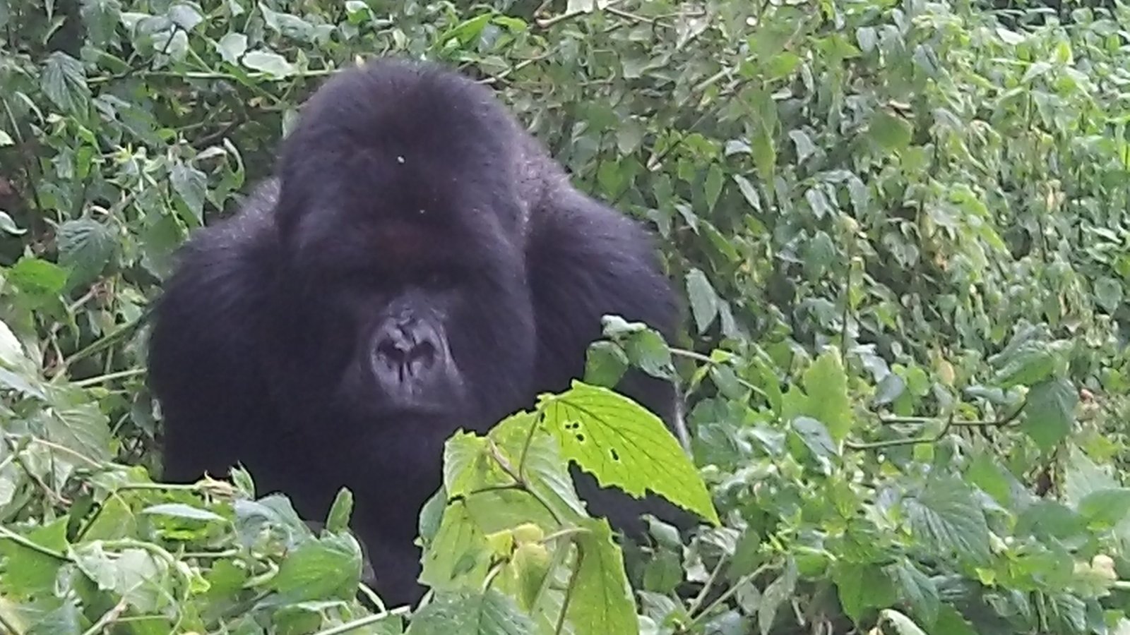 mwanzo tours Uganda