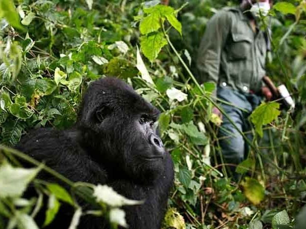 4 Days Gorilla trekking Safari