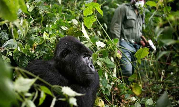 4 Days Gorilla trekking Safari
