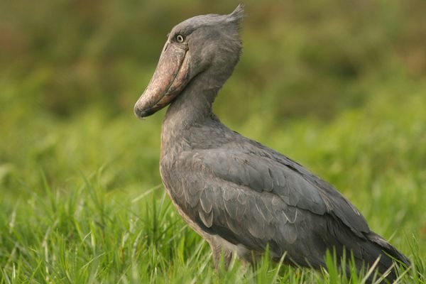 Shoebill
